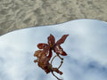 Ember Ring